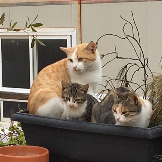 Feral cats at La Azohia 