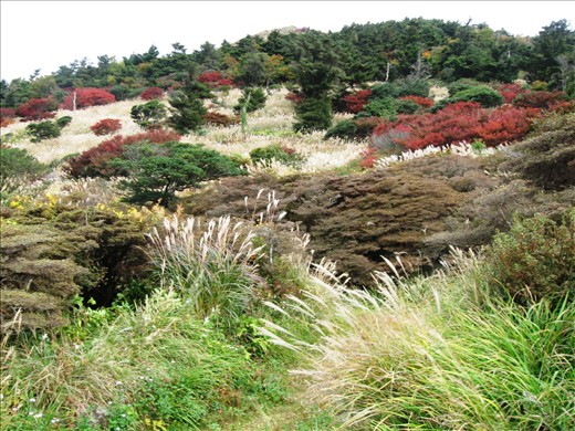 The entering of autumn in Japan is signaled mostly by the changing of colors. 