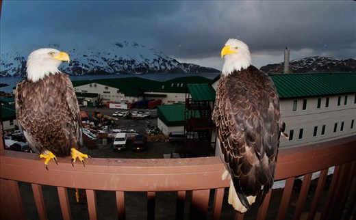 Bald eagles in Alaska