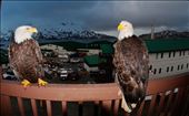 Bald eagles in Alaska: by theworldisraw, Views[237]