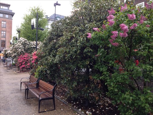 Bushes with blossoms are everywhere  all different colours