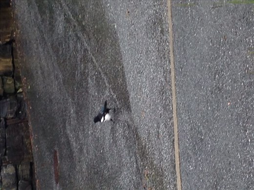 This is for you, Keish ( I think it looks like a mockingjay). When it flies, it's wings are white-tipped: beautiful!