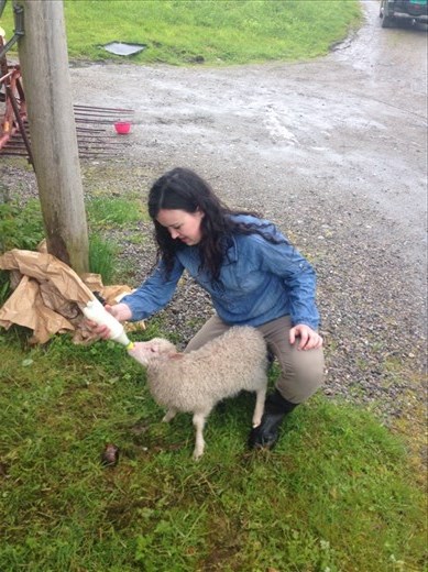 These little lambs are really social. One day, there was a gap between the fence and the ground. This guy must have gotten out five times (long story), but he's just come stand beside us until we would put him back in the pen. Over and over again!