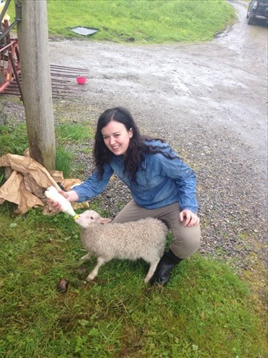 We feed eight orphaned lambs twice a day. Two are too small to compete for milk at the bucket, so we bottle feed them...their tails wag the whole time :)