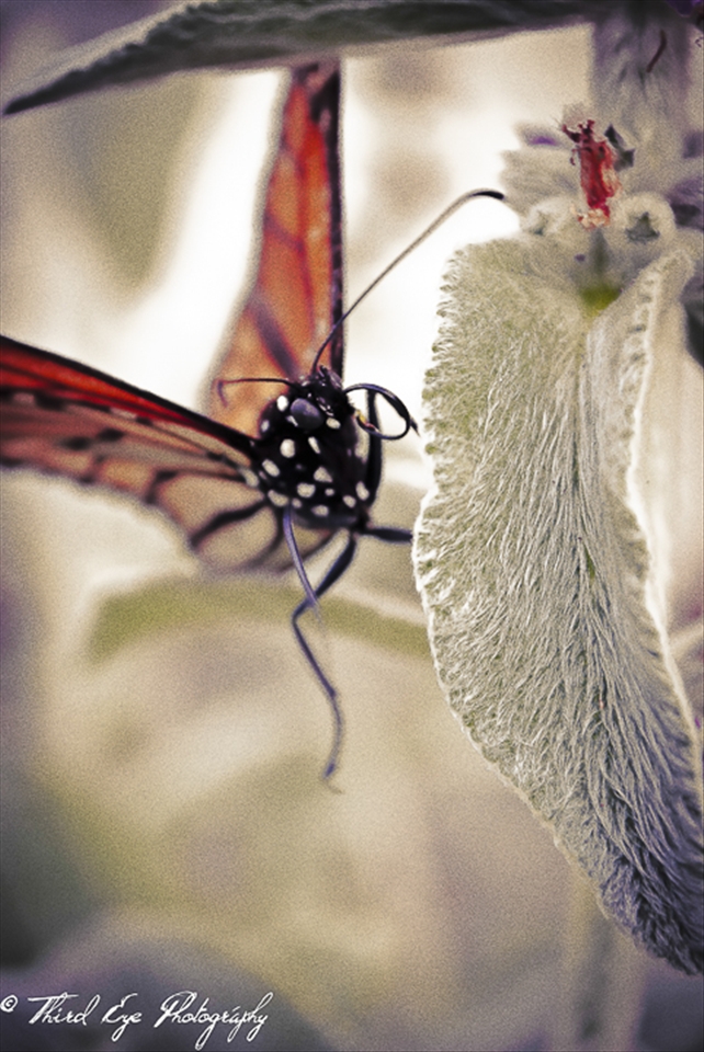 Image of a butterfly I took back 2011