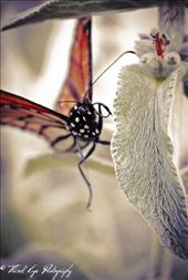 Image of a butterfly I took back 2011: by thirdeyenz, Views[285]