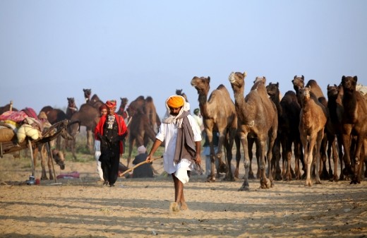 A trader arrives at the Camel Trade festival in the morning with his livestock at Pushkar, Rajasthan, India. Its one of the biggest camel trade festival which attracts close to 300,000 visitors and around 20,000 camels, horses & cattle are traded in the month of November  