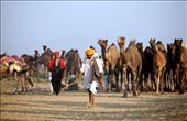 A trader arrives at the Camel Trade festival in the morning with his livestock at Pushkar, Rajasthan, India. Its one of the biggest camel trade festival which attracts close to 300,000 visitors and around 20,000 camels, horses & cattle are traded in the month of November  : by thirdeyeview, Views[579]