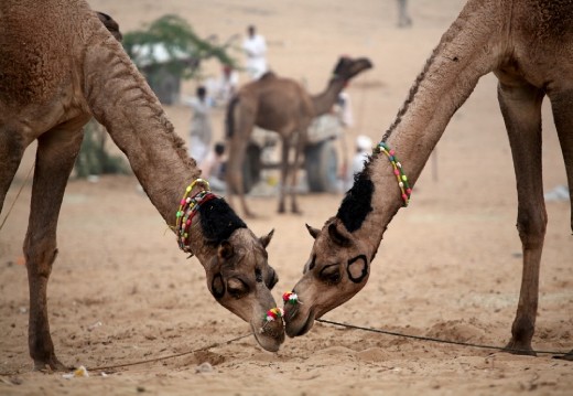 When the Master is away, Camels will play!! 
Spotted two camels kissing in the evening, sadly the moment was missed by fraction of a second.