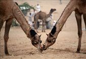 When the Master is away, Camels will play!! 
Spotted two camels kissing in the evening, sadly the moment was missed by fraction of a second.: by thirdeyeview, Views[938]