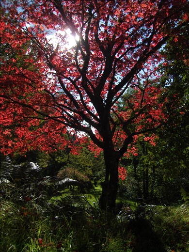 Samsung NV20 camera,
F/7. 1/250 sec, ISO-80. 7mm focal length. -1 step exposure bias.