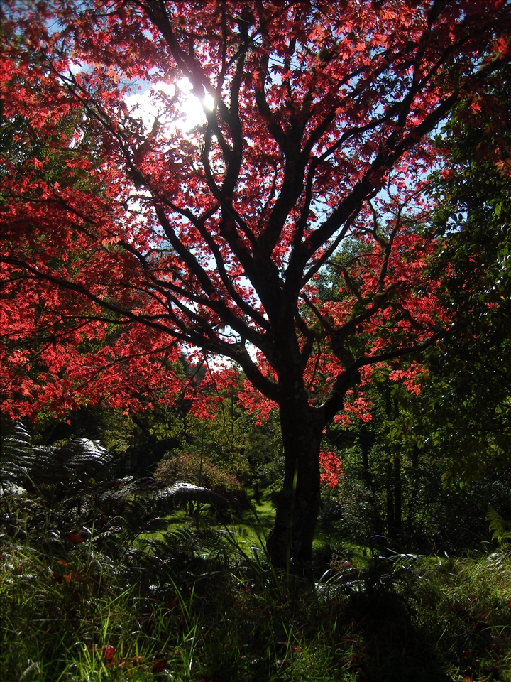 Samsung NV20 camera,
F/7. 1/250 sec, ISO-80. 7mm focal length. -1 step exposure bias.