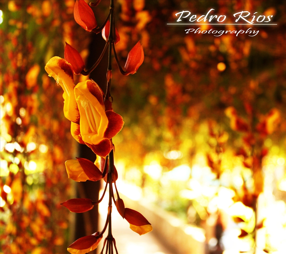 A small little thing