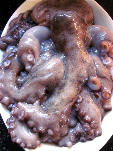 Mediterranean octopus