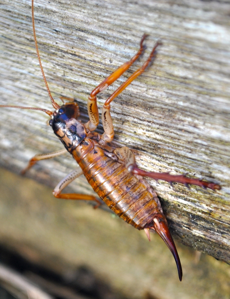 A female NZ ground Weta symbolizes NZs isolation by outliving the dinosaurs.