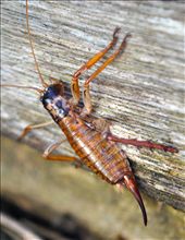 A female NZ ground Weta symbolizes NZs isolation by outliving the dinosaurs.: by thomasduncan, Views[347]
