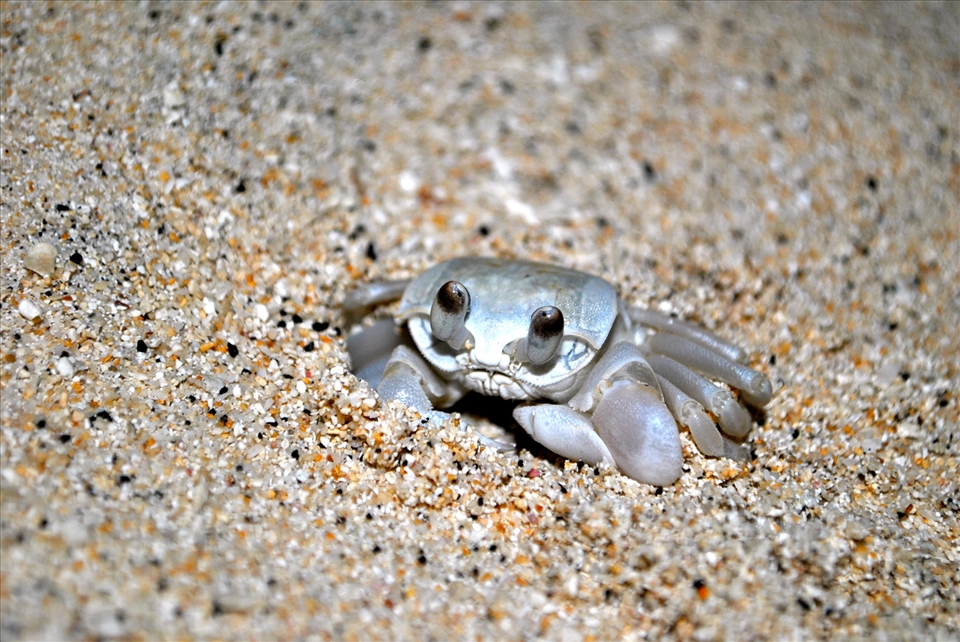 A small sand crab caught off guard whilst by a ready photographer.
