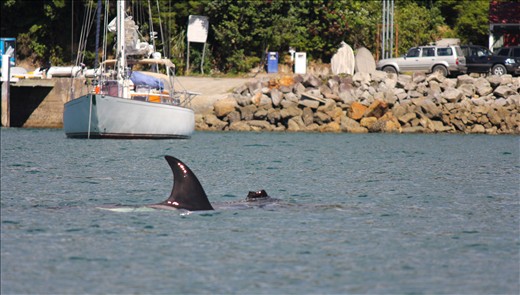 A propeller damaged Orca hunts stingray in the crowded Whangaparapara bay.