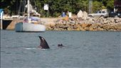 A propeller damaged Orca hunts stingray in the crowded Whangaparapara bay.: by thomasduncan, Views[574]