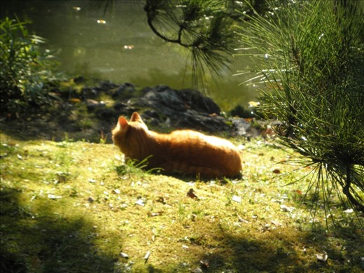 A photo taken at the Japanese garden in Tokyo. The garden actually owns cats to kill and eat field mice and rats to prevend any destruction.