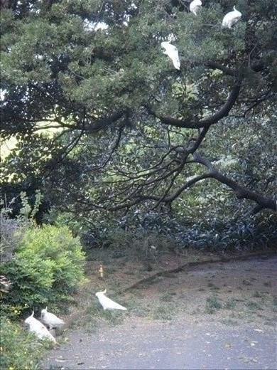 Cockatoos @ Botanical Gardens