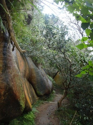 Spit to Manly Harbour Walk (Sydney)