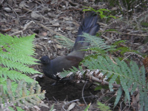 Lyrebird