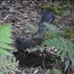 Lyrebird: by thomasz, Views[398]