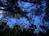 Spot the bats?: by thomasz, Views[431]