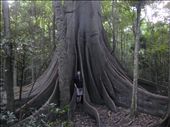 The brush in Wingham, last piece of rainforest in the area: Strangle fig tree.: by thomasz, Views[1065]