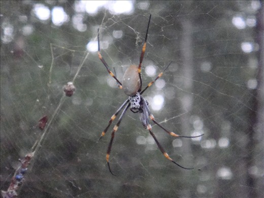 Spider! (Golden orb weaving spider)