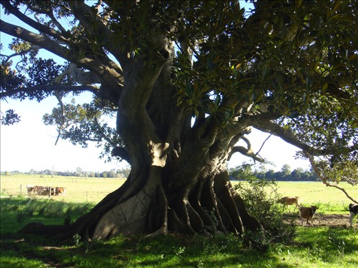 Fig tree, pretty old.