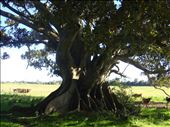 Fig tree, pretty old.: by thomasz, Views[1443]