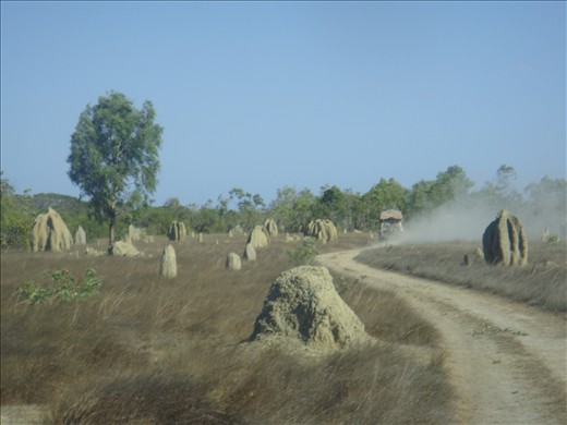 Surreal amount of termite hills