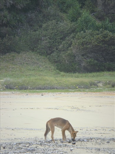 Dingo roaming the beach, FI
