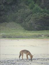 Dingo roaming the beach, FI: by thomasz, Views[296]