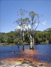 Frogman @ Poona Lake: by thomasz, Views[741]