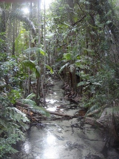 Patch of Rainforest @ Central Station, FI