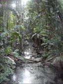 Patch of Rainforest @ Central Station, FI: by thomasz, Views[246]