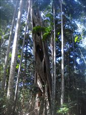 Strangle fig, Great Sandy NP - Cooloola section: by thomasz, Views[453]