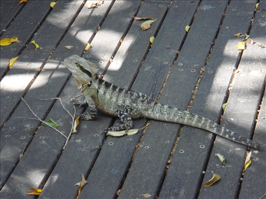 Bearded Dragon @ South Bank