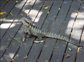 Bearded Dragon @ South Bank: by thomasz, Views[1350]