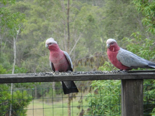Galahs