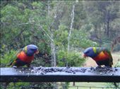 Rainbow Lorikeets covered in sunflower seed: by thomasz, Views[1346]