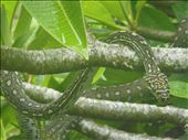 Carpet/Diamond Python: by thomasz, Views[284]