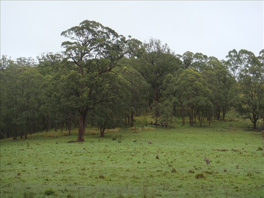 Kangaroos in the paddock
