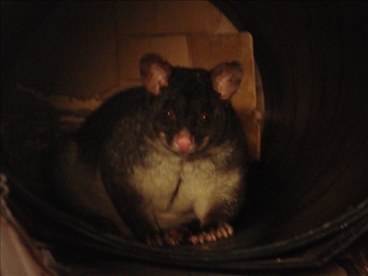 Possum in the shed