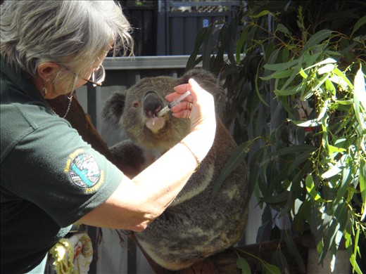 Sick koala being fed @ Port Macquarie Koala Hospital
