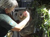 Sick koala being fed @ Port Macquarie Koala Hospital: by thomasz, Views[419]