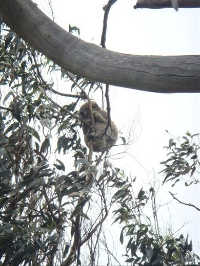 Koala at Kenneth River, GOR